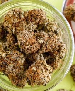 Acheter Gel du Cerveau